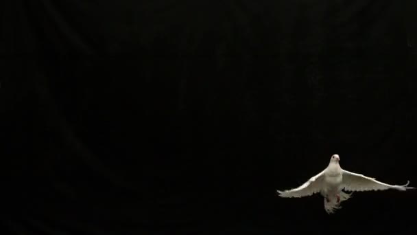 Летящий белый голубь мира — стоковое видео