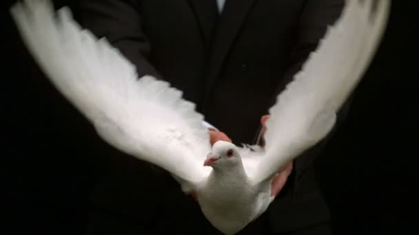 Bruidegom vrijgeven een duif — Stockvideo