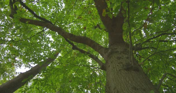 Vista ad angolo basso di alto albero lussureggiante — Video Stock