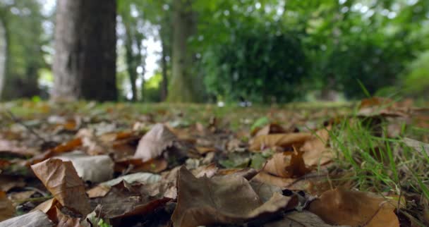 Herbstlaub auf dem Boden — Stockvideo