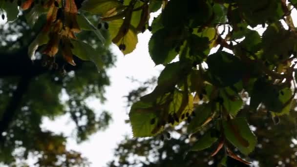 Sonnenschein strömt durch die Blätter — Stockvideo
