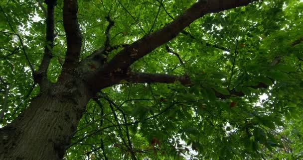Visão de baixo ângulo de árvore verde exuberante — Vídeo de Stock
