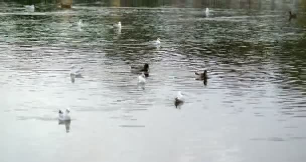 Утки плавают в воде — стоковое видео