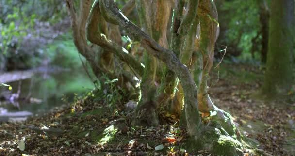 老粗糙的树在阳光下 — 图库视频影像