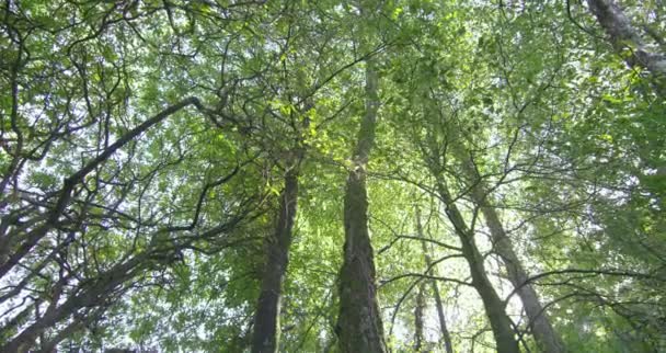 Camera looking up at the tall trees in a forest — Stock Video