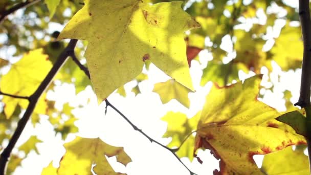 Gelbe Blätter bewegen sich im Wind — Stockvideo