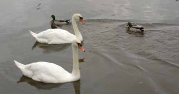 Swans gliding over water with ducks swimming — Stock Video