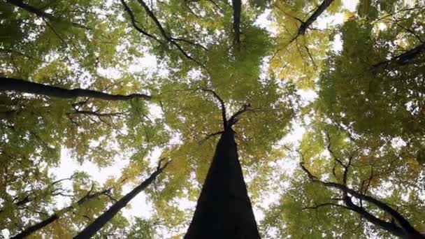 Plan à angle bas d'arbres majestueux — Video