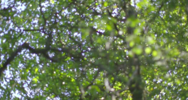 Camera looking up at the trees in a woods — Stock Video