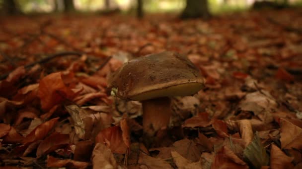 Hand picking a giant mushroom from the earth — Stock Video