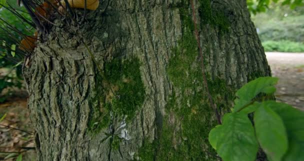 두꺼운 나무 줄기 — 비디오