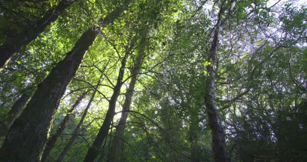 Captura de árboles de bajo ángulo en un bosque — Vídeo de stock