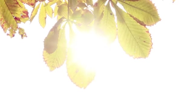 Sole che scorre tra le foglie — Video Stock