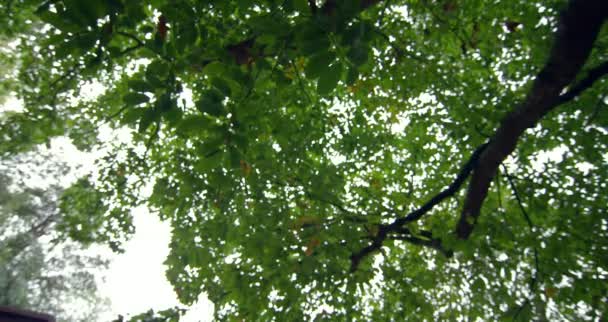 Vista ad angolo basso di foglie verdi su un albero alto — Video Stock