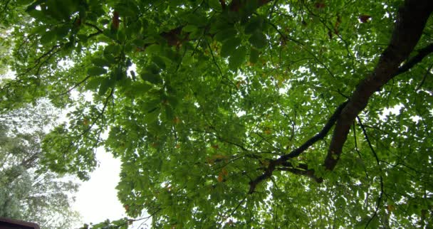 Low angle view of leaves on a tall tree — Stock Video