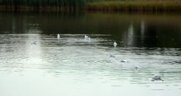 Мирная сцена у озера — стоковое видео