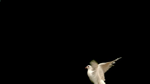 White dove flying up — Stock Video