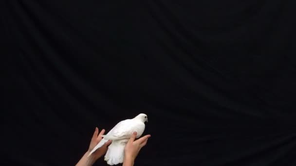 Hands releasing a white dove — Stock Video