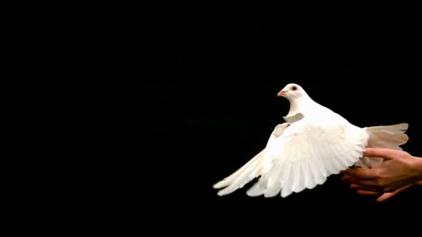 Hands releasing a dove — Stock Video