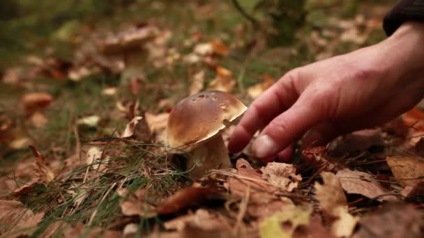 Рука вибирає гриб з землі — стокове відео