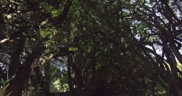 Tiro panorâmico de área arborizada pacífica — Vídeo de Stock