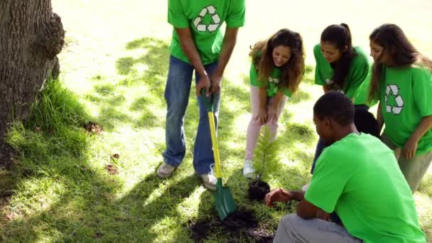 Activistas ambientales plantando un árbol en el parque — Vídeo de stock