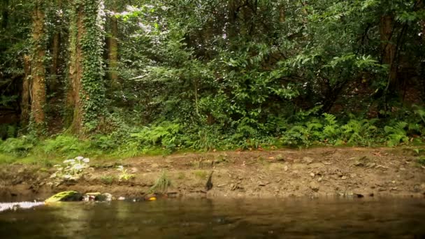 布鲁内特探索在河边的树林里 — 图库视频影像