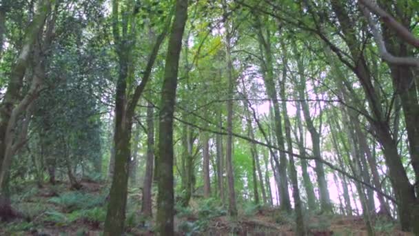幽静的森林面积 — 图库视频影像