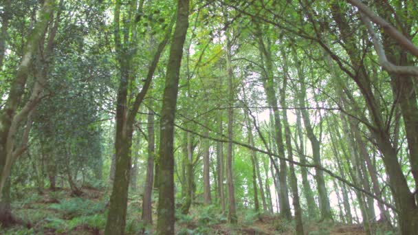 Área arborizada isolada — Vídeo de Stock