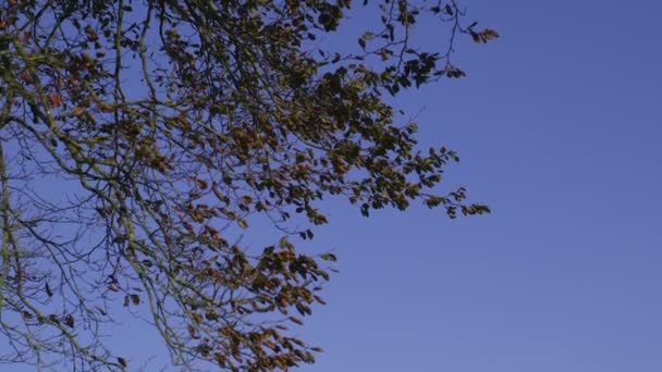 Ramas que contrastan con el cielo azul claro — Vídeo de stock