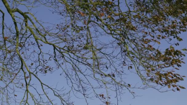 Branches contrasting against blue sky — Stock Video