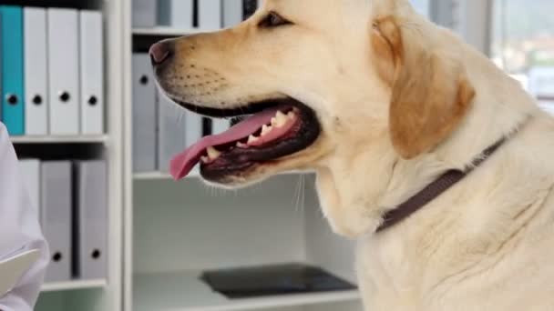 Veterinaria revisando un labrador amarillo — Vídeos de Stock