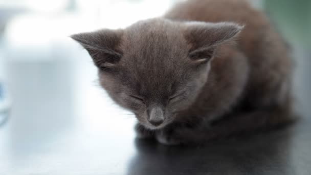 Сірий кошеня — стокове відео