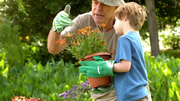 Чоловік показує рослину з горщиком онуку — стокове відео