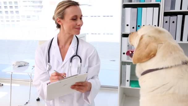 Veterinario che controlla un labrador giallo — Video Stock