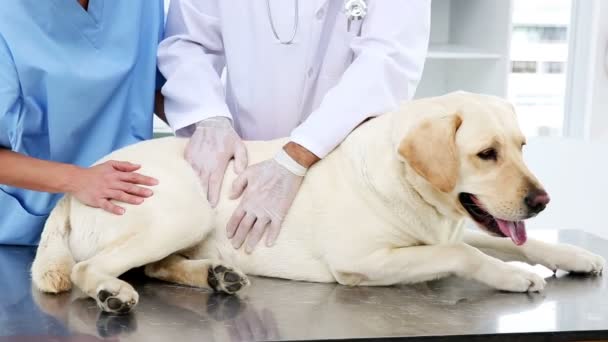 Dois veterinários verificando um labrador amarelo — Vídeo de Stock