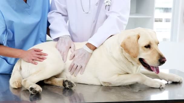 Dos veteranos revisando un labrador amarillo — Vídeo de stock