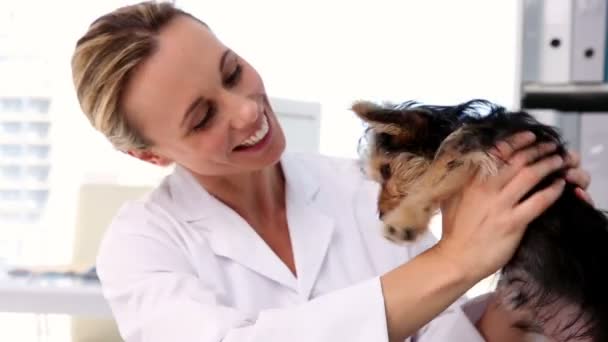 Veterinario che controlla un terrier dello Yorkshire — Video Stock