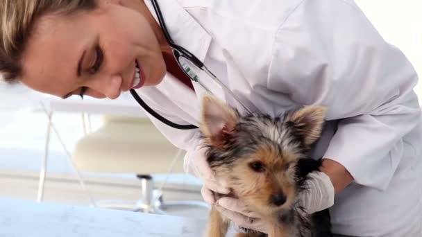 Vet checking a yorkshire terrier — Stock Video