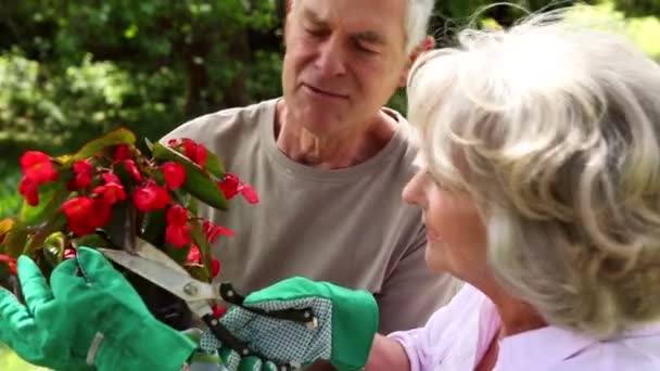 Jardinería de pareja jubilada juntos — Vídeos de Stock