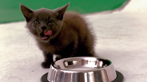 Kitten sitting beside bowl of milk — Stock Video