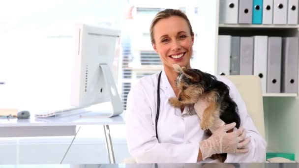 Vet holding a yorkshire terrier — Stock Video