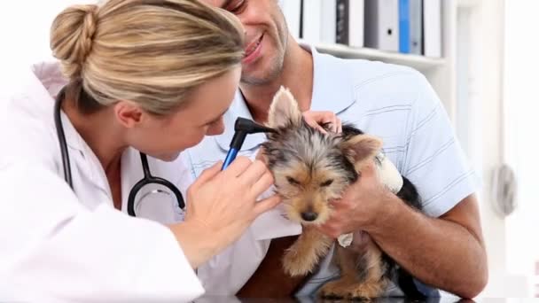 Vet checking a yorkshire terrier with its owner — Stock Video