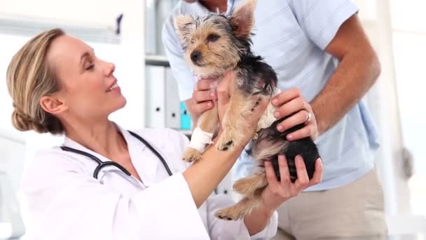 Vet checking a yorkshire terrier with its owner — Stock Video