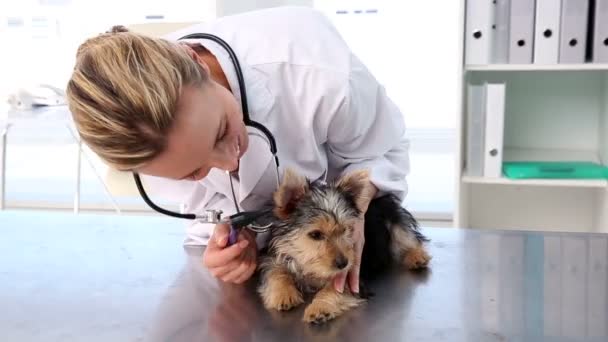 Veterinär kontroll en yorkshire terrier — Stockvideo