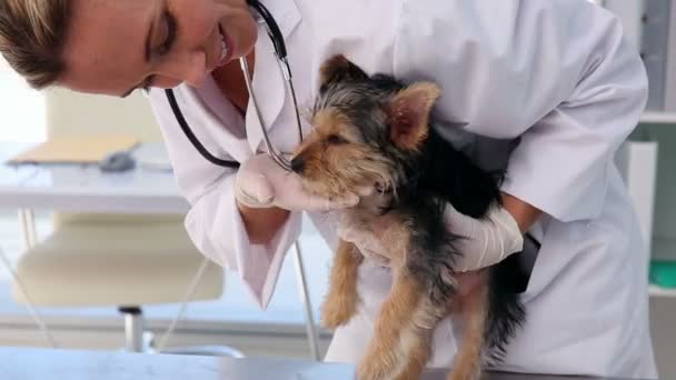 Tierarzt überprüft einen Yorkshire Terrier — Stockvideo