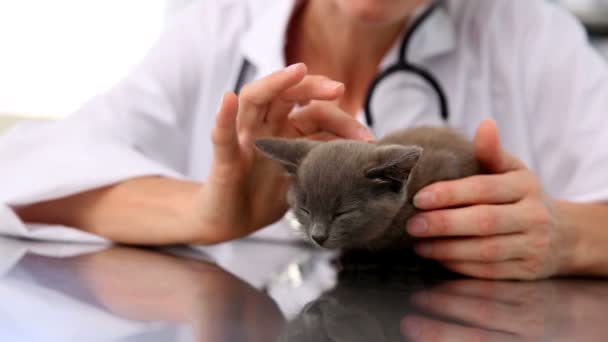 Veterinaria revisando un gatito gris — Vídeos de Stock