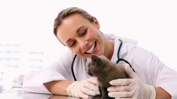 Veterinaria revisando un gatito gris — Vídeos de Stock