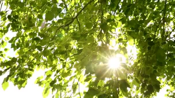 Luz solar através das folhas — Vídeo de Stock