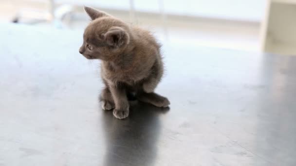 Gatinho cinzento sentado na mesa de veterinários — Vídeo de Stock